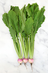 Image showing Freshly Picked Turnip Vegetables for Digestive Health