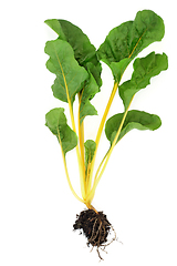 Image showing Swiss Chard Leafy Greens Health Food 