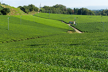 Image showing Tea field