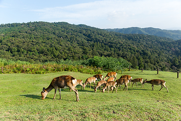 Image showing Group of Deer in Mount Wakakusa