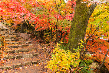 Image showing Autumn japanese park