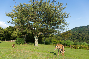 Image showing Deer eating grass