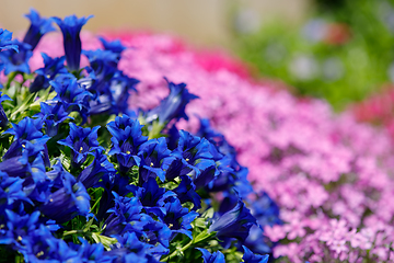 Image showing Trumpet gentiana blue flower in spring garden