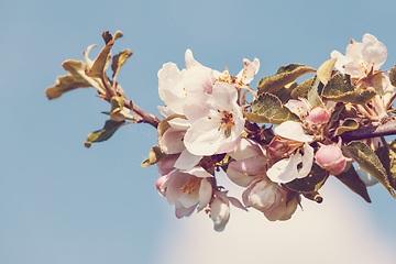 Image showing flowering apple tree in spring