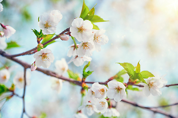Image showing Blooming sakura cherry blossom