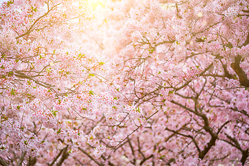 Image showing Blooming sakura cherry blossom