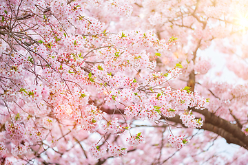 Image showing Blooming sakura cherry blossom