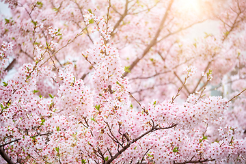 Image showing Blooming sakura cherry blossom