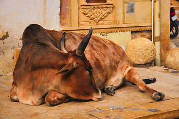 Image showing Indian cow resting in the street