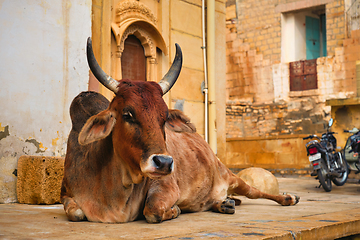 Image showing Indian cow resting in the street