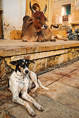 Image showing Indian cow resting in the street