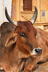 Image showing Indian cow resting in the street