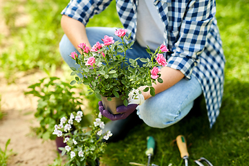 Image showing woman planting rose flowers at summer garden