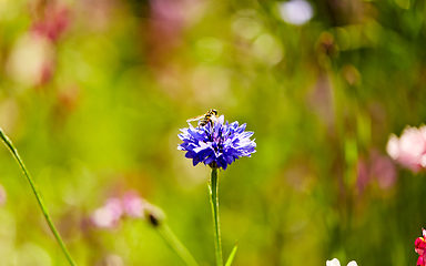 Image showing beautiful cornflower in summer garden