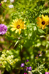 Image showing beautiful field flowers in summer garden