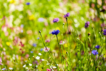 Image showing beautiful cornflower in summer garden