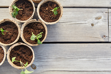 Image showing seedlings in pots with soil on wooden background