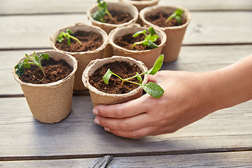 Image showing hand and seedlings in starter pots with soil