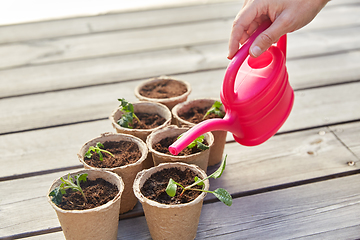 Image showing hand with watering can and seedlings in pots