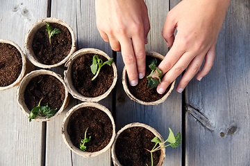 Image showing hands planting seedlings in starter pots with soil