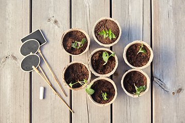 Image showing seedlings in pots with soil on wooden background