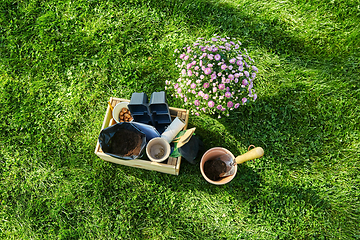 Image showing garden tools in wooden box and flowers at summer