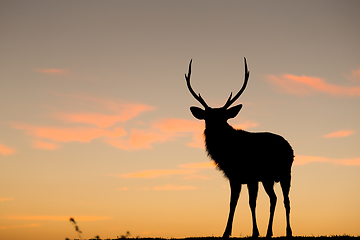 Image showing Silhouette of deer with sunset