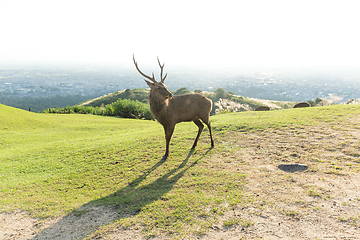 Image showing Red Stag Deer