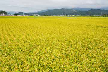 Image showing Rice field