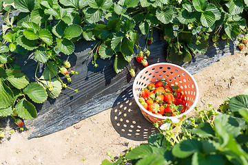 Image showing Picking of Fresh Strawberry in strawberry