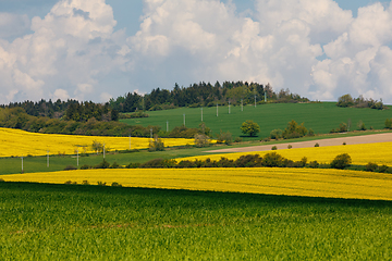 Image showing Beautiful rape field spring rural landscape