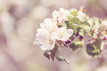 Image showing flowering apple tree in spring