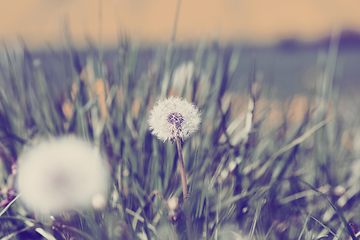 Image showing Dandelion, spring abstract color background