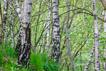 Image showing birch tree in countryside