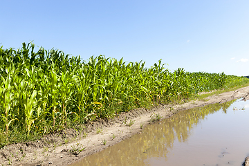 Image showing Corn field