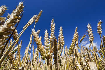 Image showing Wheat field