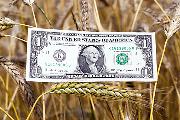 Image showing Wheat and Dollar