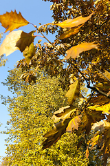 Image showing autumn forest