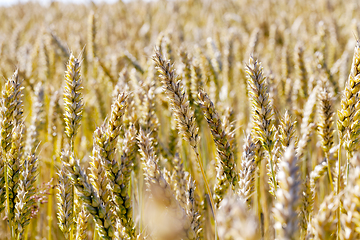 Image showing wheat closeup