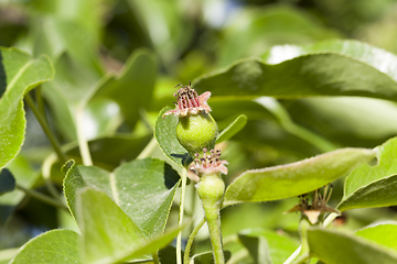 Image showing apple tree