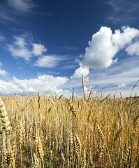 Image showing Wheat field