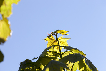 Image showing growing grapes