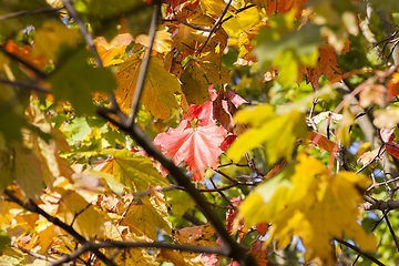 Image showing Autumnal maple