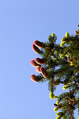 Image showing pine cones