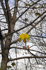 Image showing Last yellow leaves