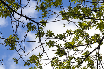 Image showing ash tree, spring