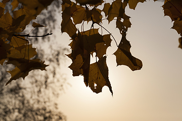 Image showing autumn foliage