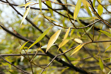 Image showing autumnal background