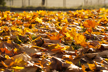 Image showing Autumn foliage