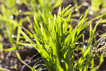 Image showing rows of wheat